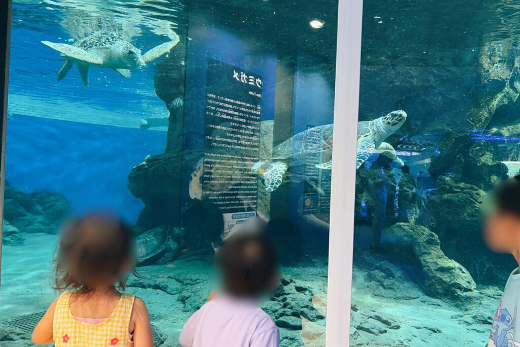 名古屋港水族館 うみがめ(1歳・3歳連れ)