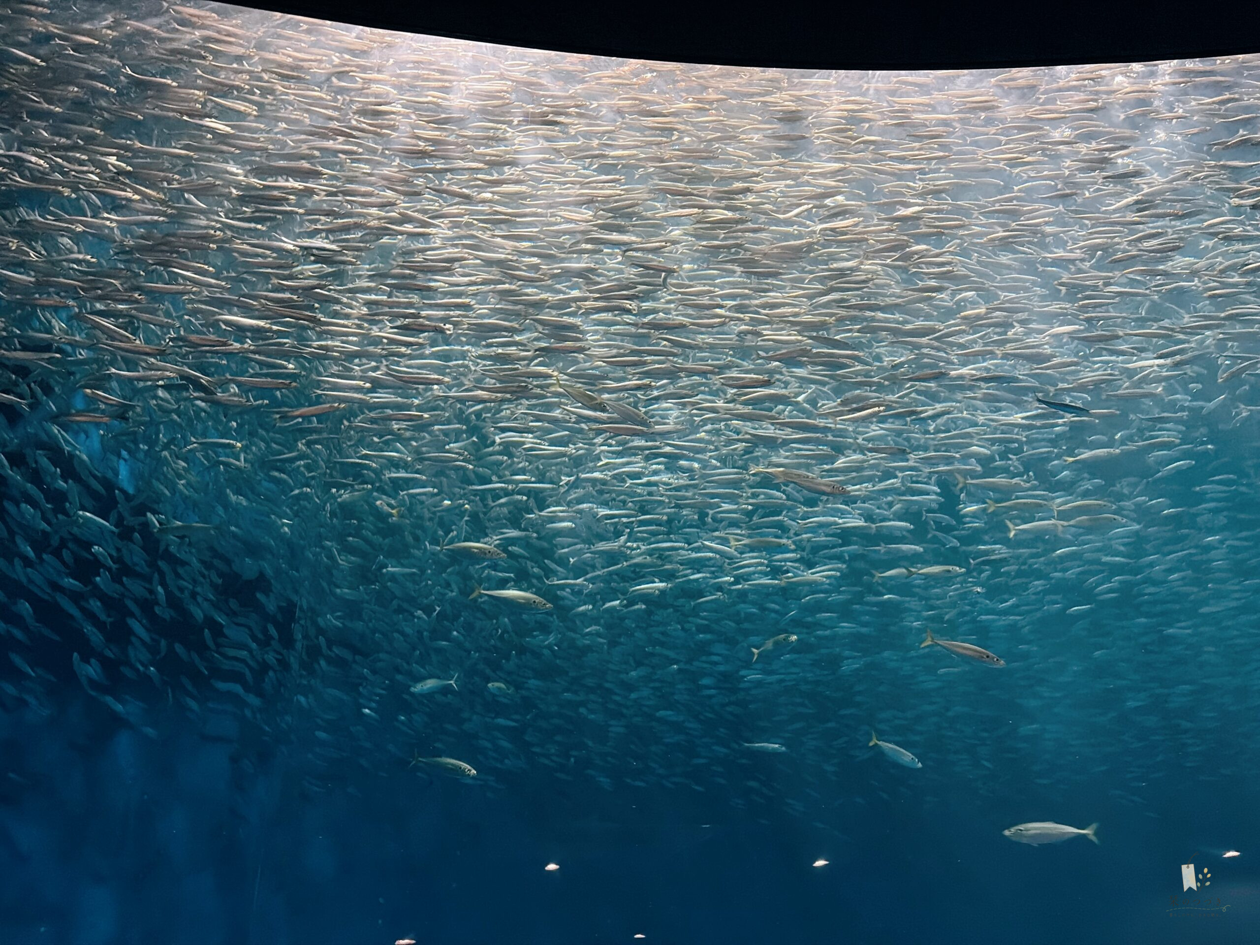 近すぎて行ってなかった名古屋港水族館を、親になって見直した日｜1歳・3歳をつれて。